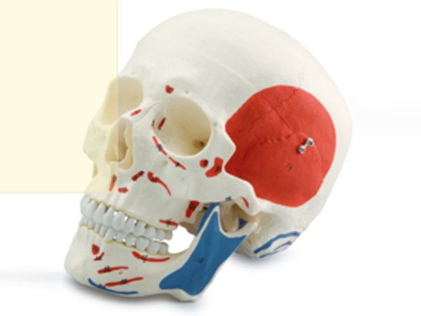 頭顱骨附肌肉起止點