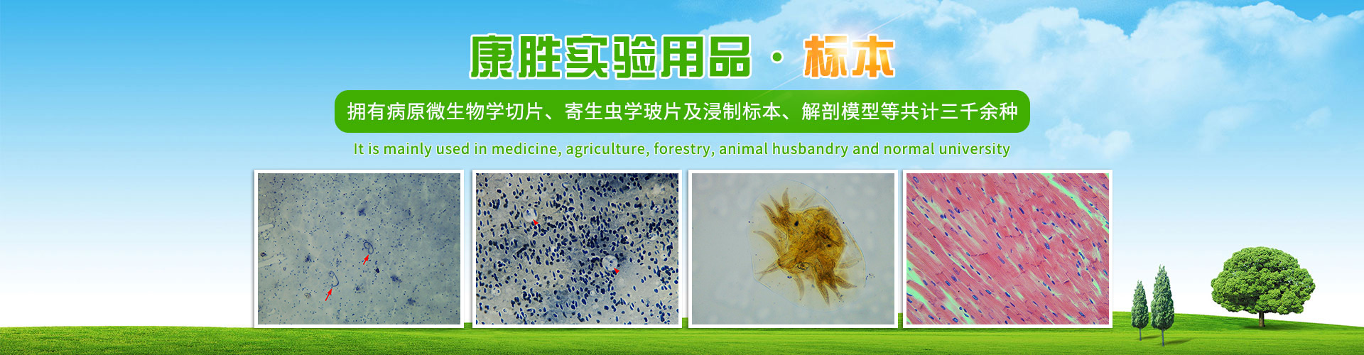 沅江市康勝實(shí)驗(yàn)用品有限公司_醫(yī)學(xué)標(biāo)本加工|免疫學(xué)切片|病原微生物學(xué)切片|解剖陳列標(biāo)本 沅江市康勝實(shí)驗(yàn)用品有限公司_醫(yī)學(xué)標(biāo)本加工|免疫學(xué)切片|病原微生物學(xué)切片|解剖陳列標(biāo)本