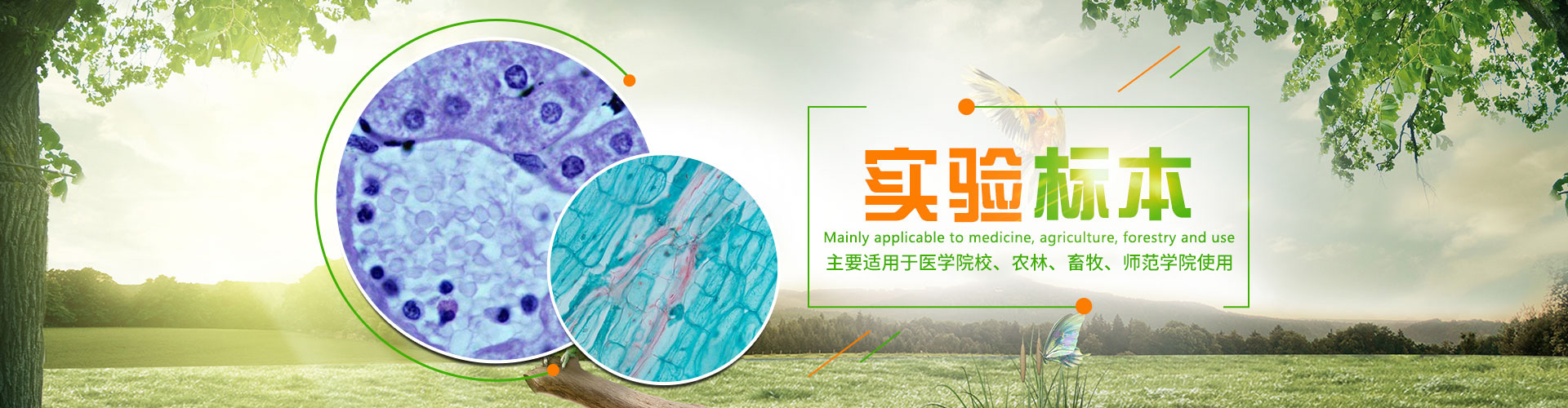 沅江市康勝實(shí)驗(yàn)用品有限公司_醫(yī)學(xué)標(biāo)本加工|免疫學(xué)切片|病原微生物學(xué)切片|解剖陳列標(biāo)本 沅江市康勝實(shí)驗(yàn)用品有限公司_醫(yī)學(xué)標(biāo)本加工|免疫學(xué)切片|病原微生物學(xué)切片|解剖陳列標(biāo)本