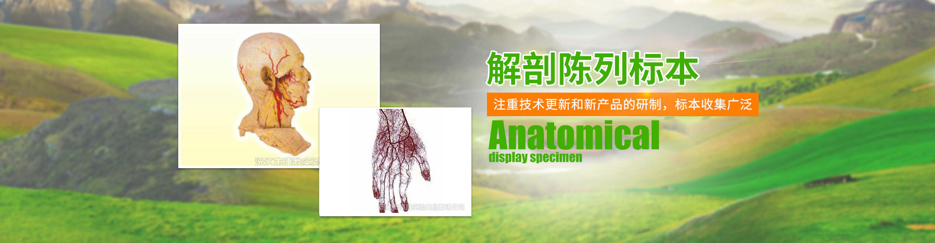 沅江市康勝實(shí)驗(yàn)用品有限公司_醫(yī)學(xué)標(biāo)本加工|免疫學(xué)切片|病原微生物學(xué)切片|解剖陳列標(biāo)本 沅江市康勝實(shí)驗(yàn)用品有限公司_醫(yī)學(xué)標(biāo)本加工|免疫學(xué)切片|病原微生物學(xué)切片|解剖陳列標(biāo)本